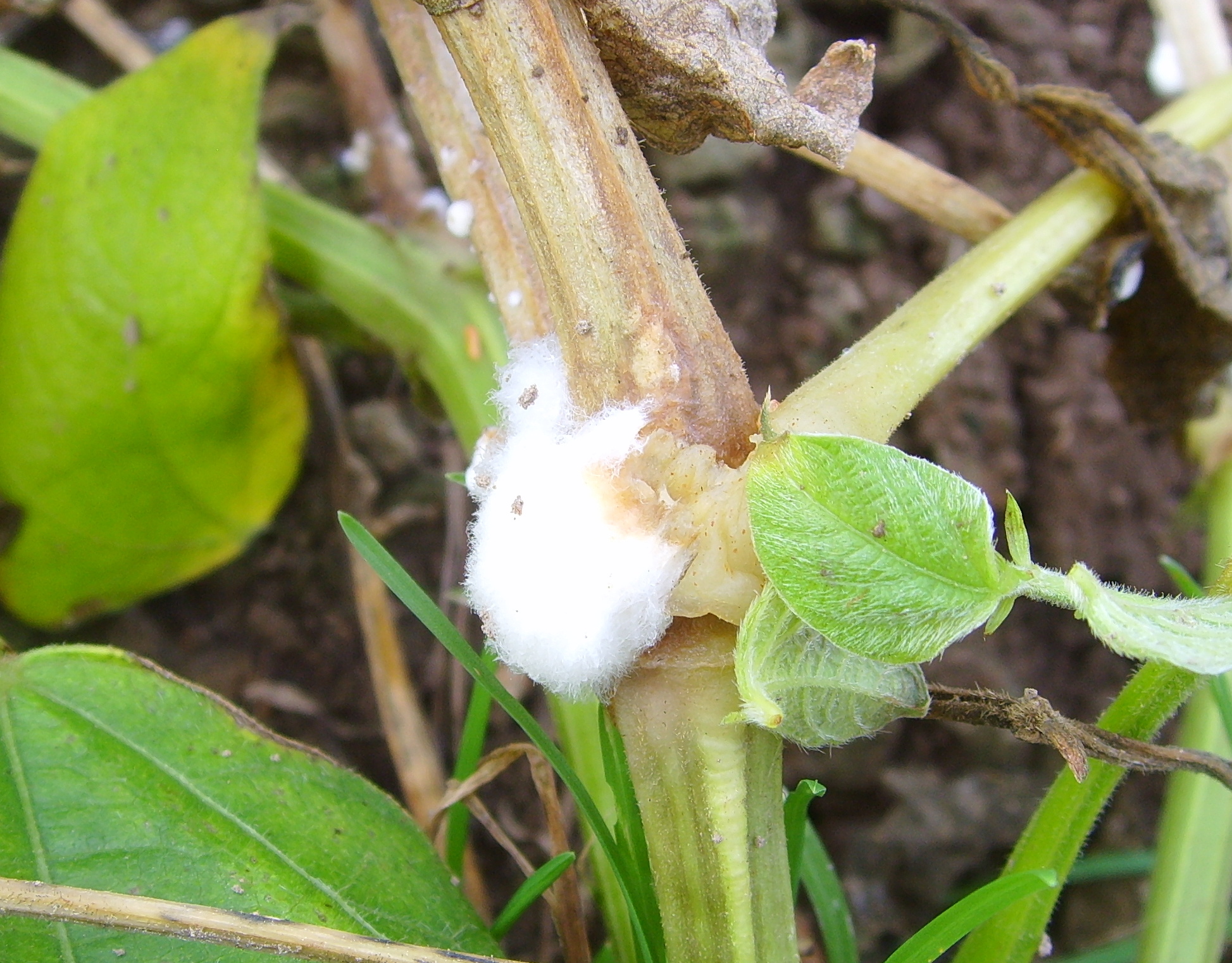 White Mold Sclerotinia Spp Mold Awareness