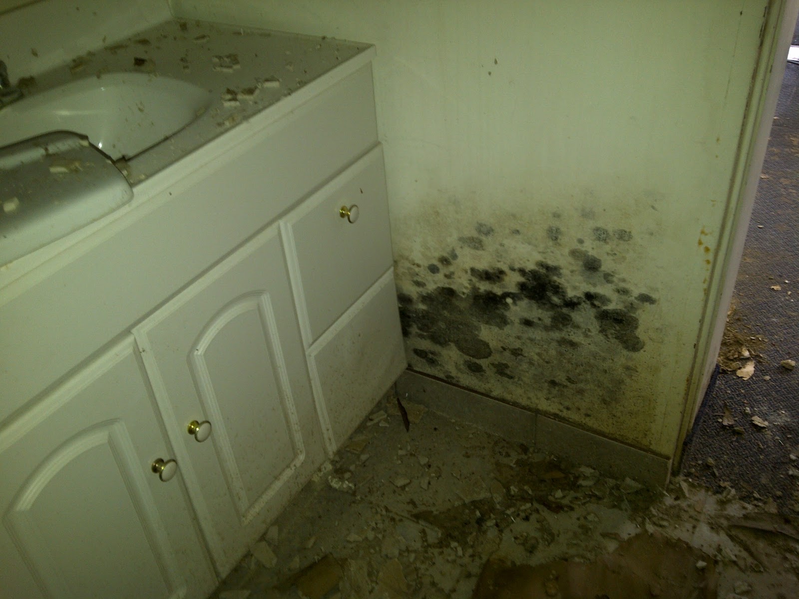 What is MOULD or Mold? Mold Awareness