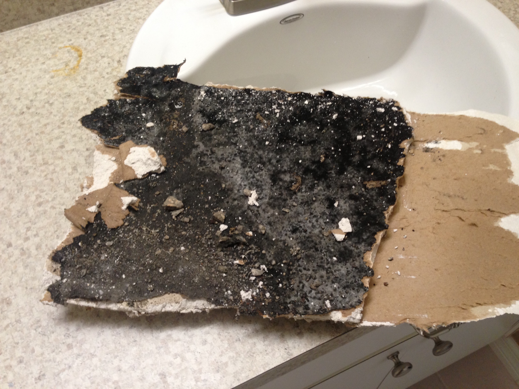 What Does Harmful Black Mold Look Like